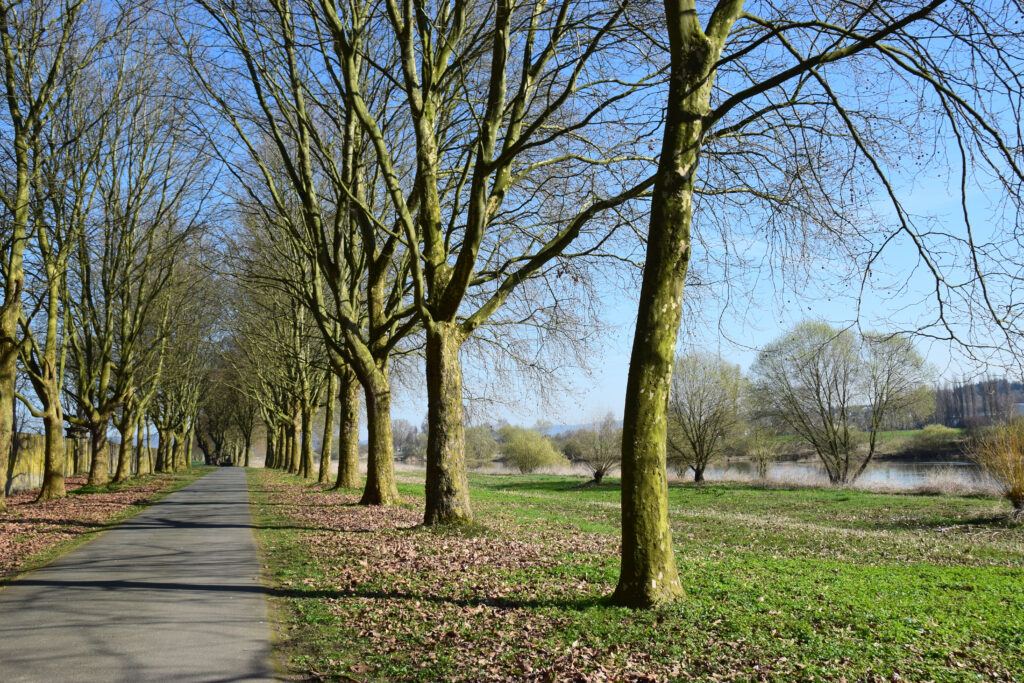 Ein Radweg mit Bäumen an der Weser.